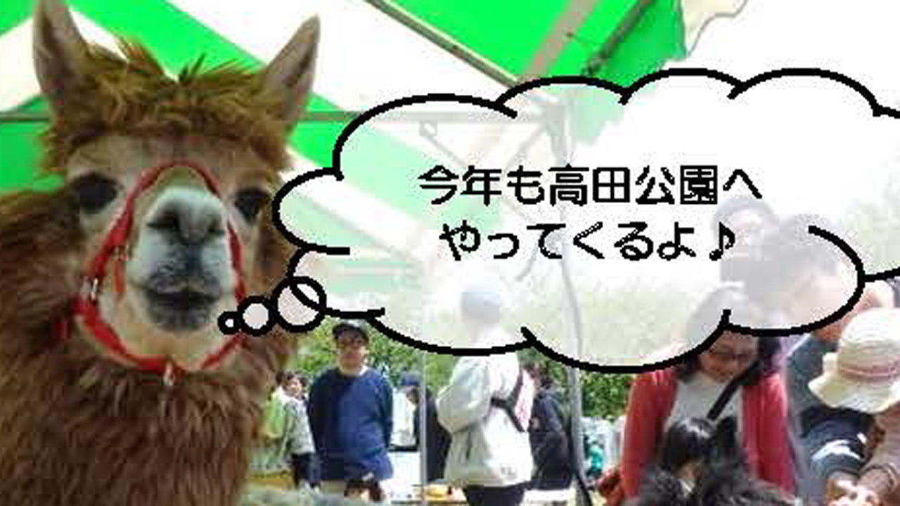 今年もアルパカ登場！みどりのフェスティバル4月30日（月・祝）