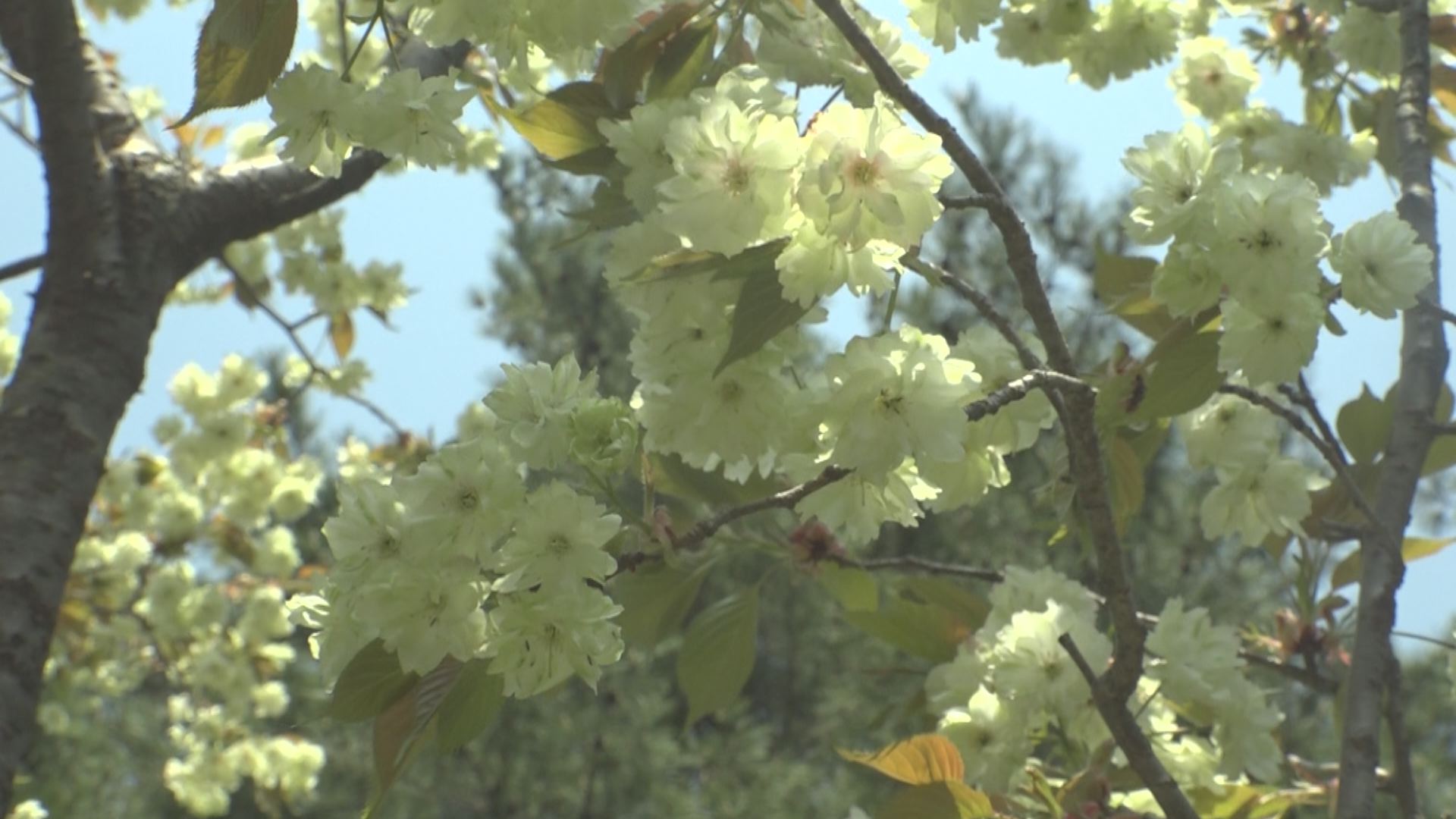 180420_八重桜03