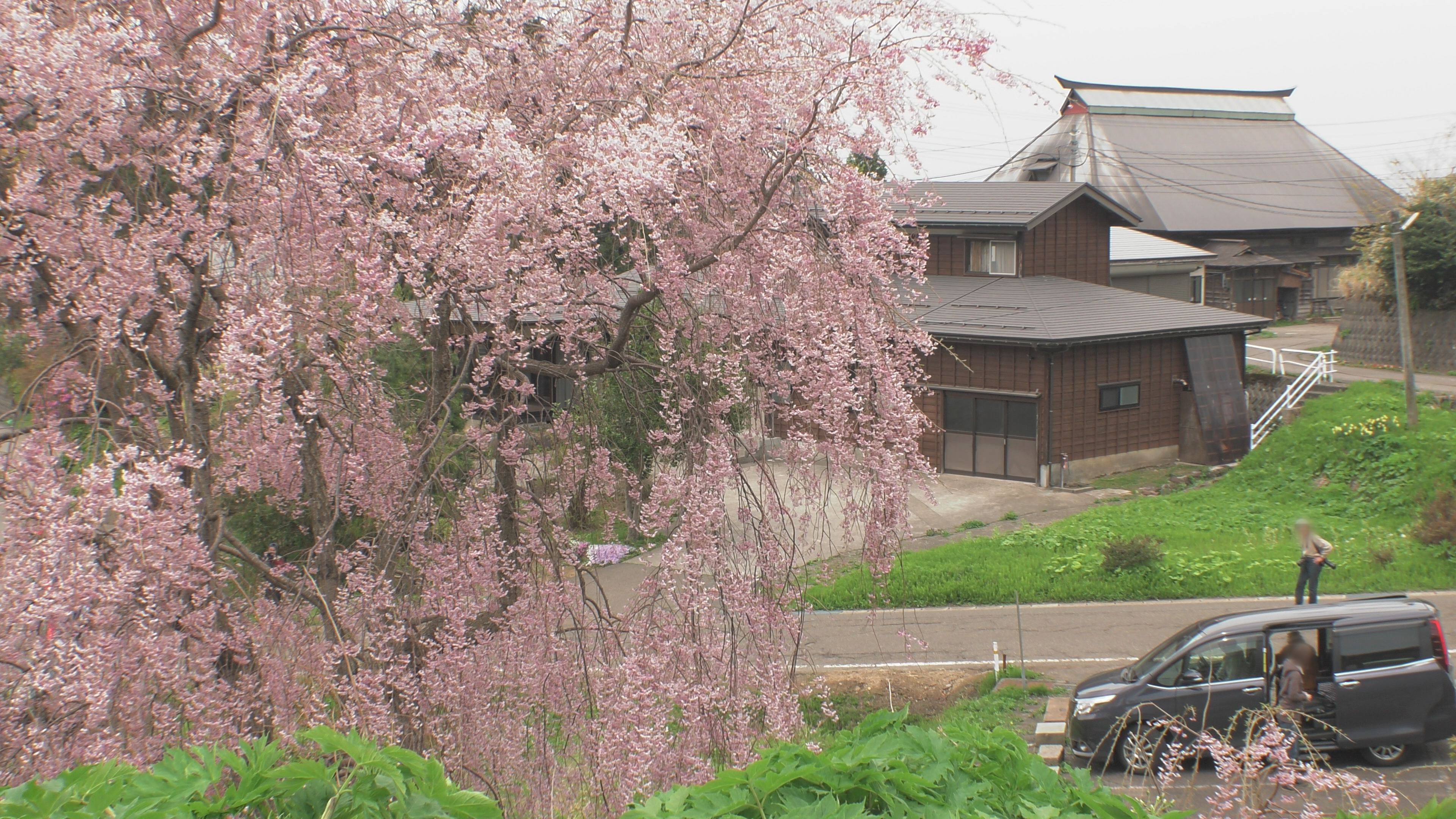 ＜動画＞しだれ桜の咲く里　糸魚川市徳合