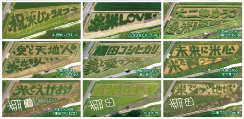 今年がファイナル！ベストオブ稲文字は？