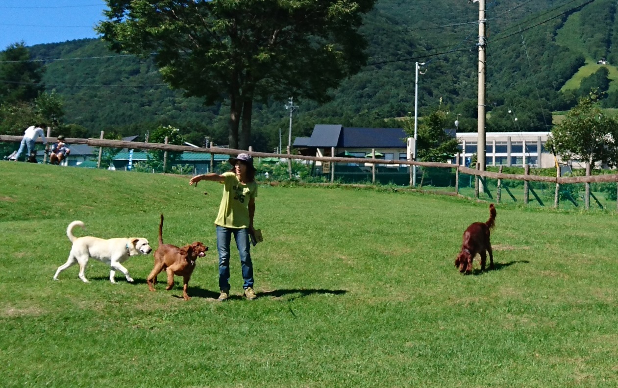黒姫高原ドッグランあす20日オープン！今年は小型犬専用スペースも