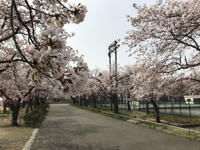 ＜動画＞2日の高田公園 夕方から三重櫓ライトアップ！満開予想は4日