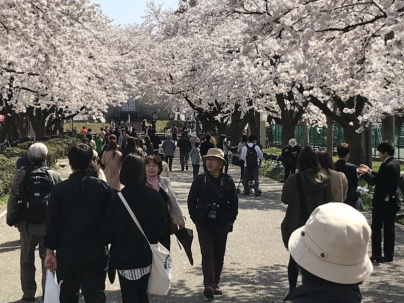 ＜5日＞満開の高田公園 花見客でにぎわう