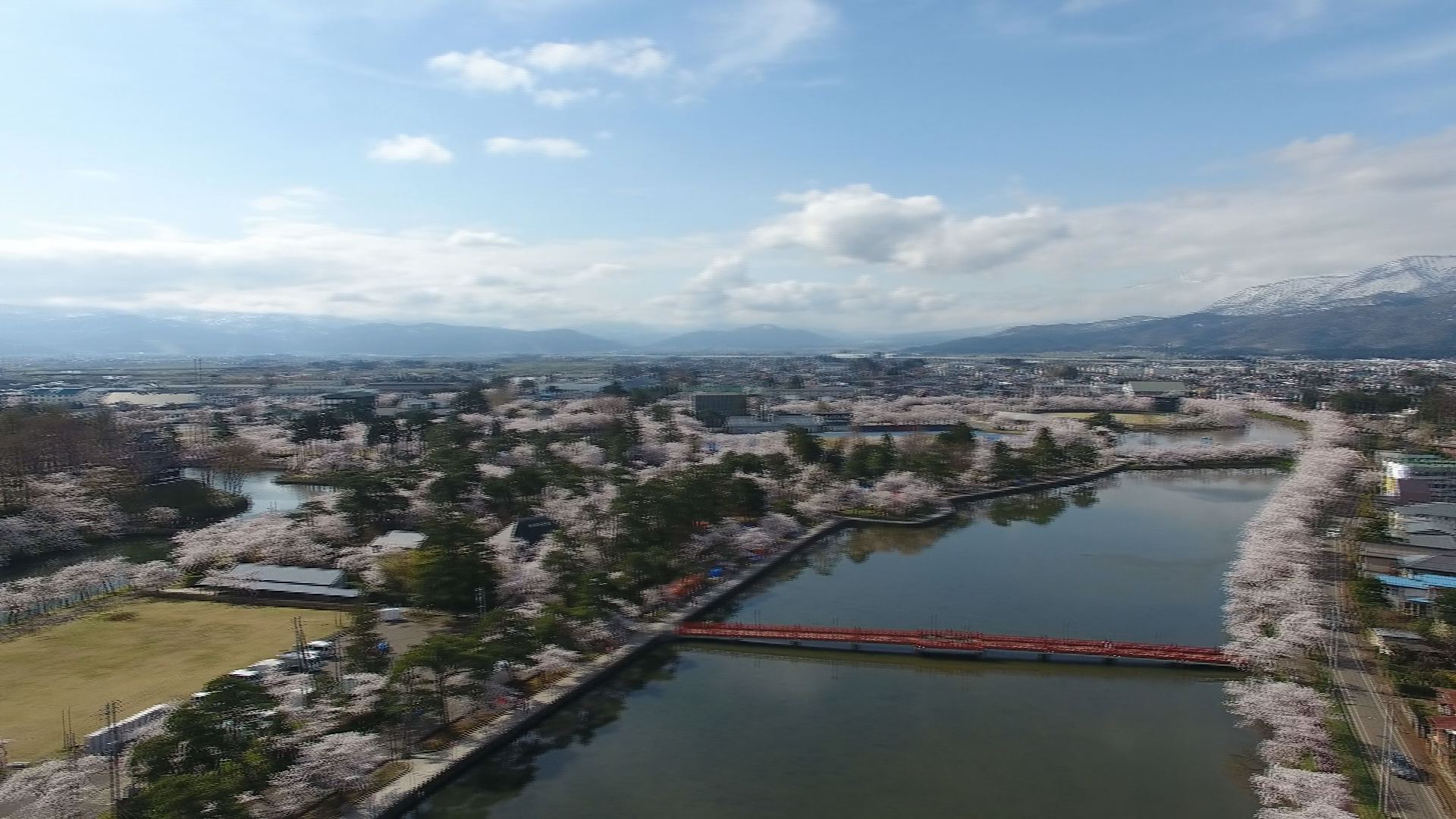 ピンクに染まる高田公園 上空からの絶景映像！ニュースLiNKであす夜桜生中継