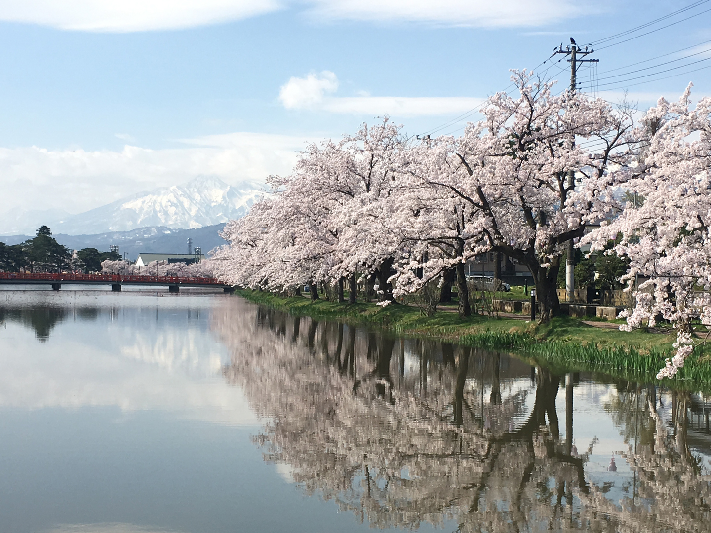 6日 観桜会開幕！「さくらロード」のライトアップも