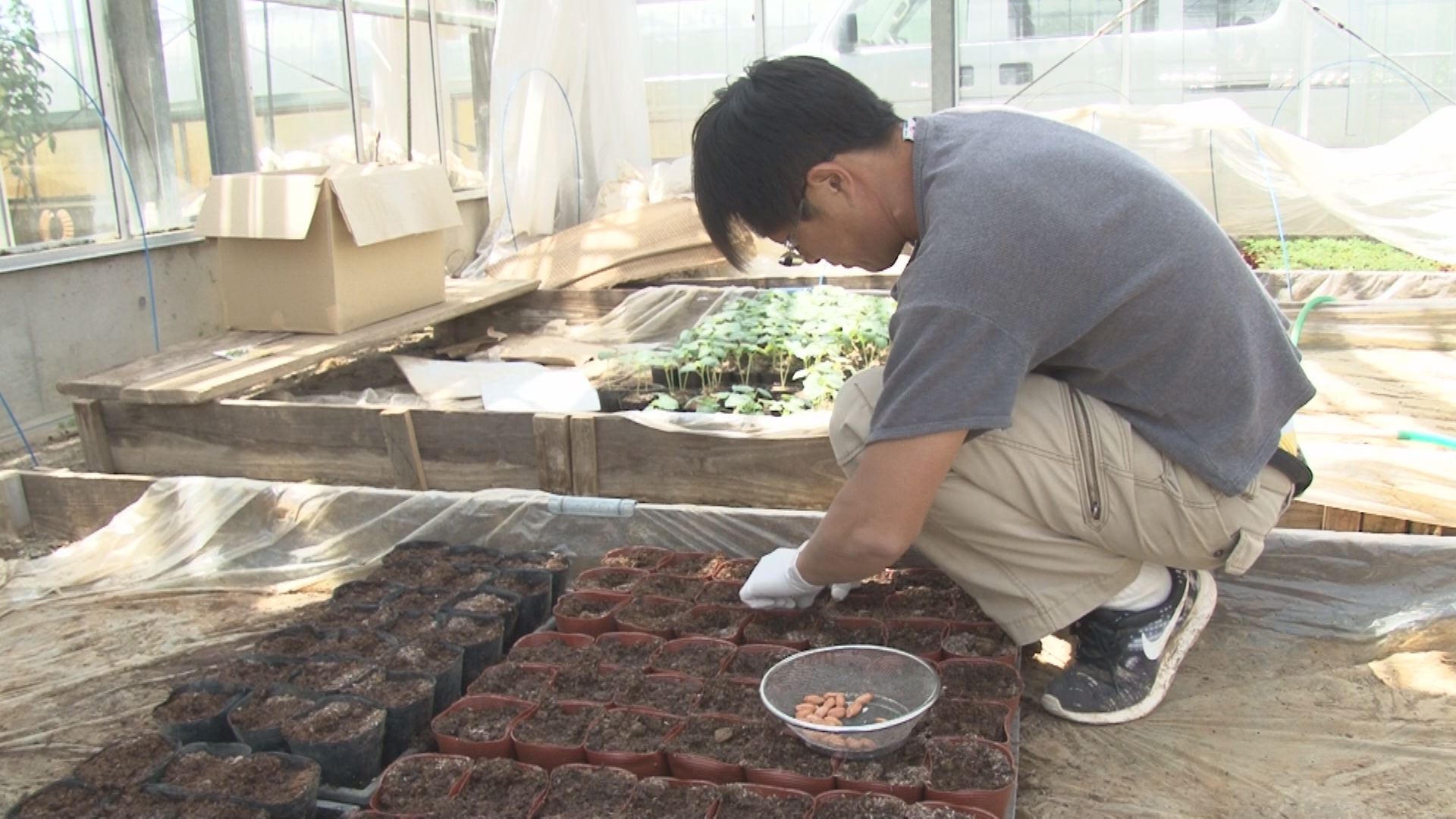 新たな特産品になるか!? 上越で“落花生”づくり