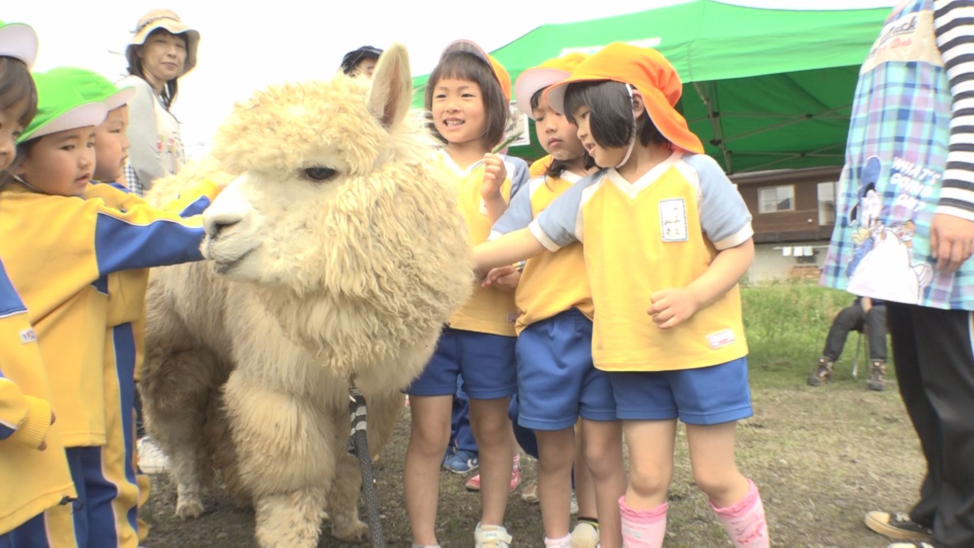 アルパカさんこんにちは！園児がふれあい
