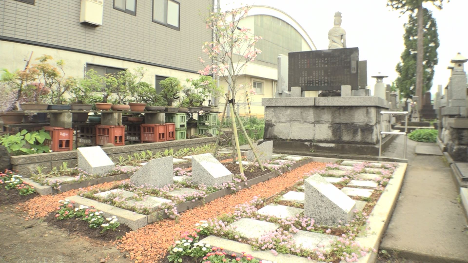 上越市2例目の樹木葬 南本町3に“はなみずき”開園