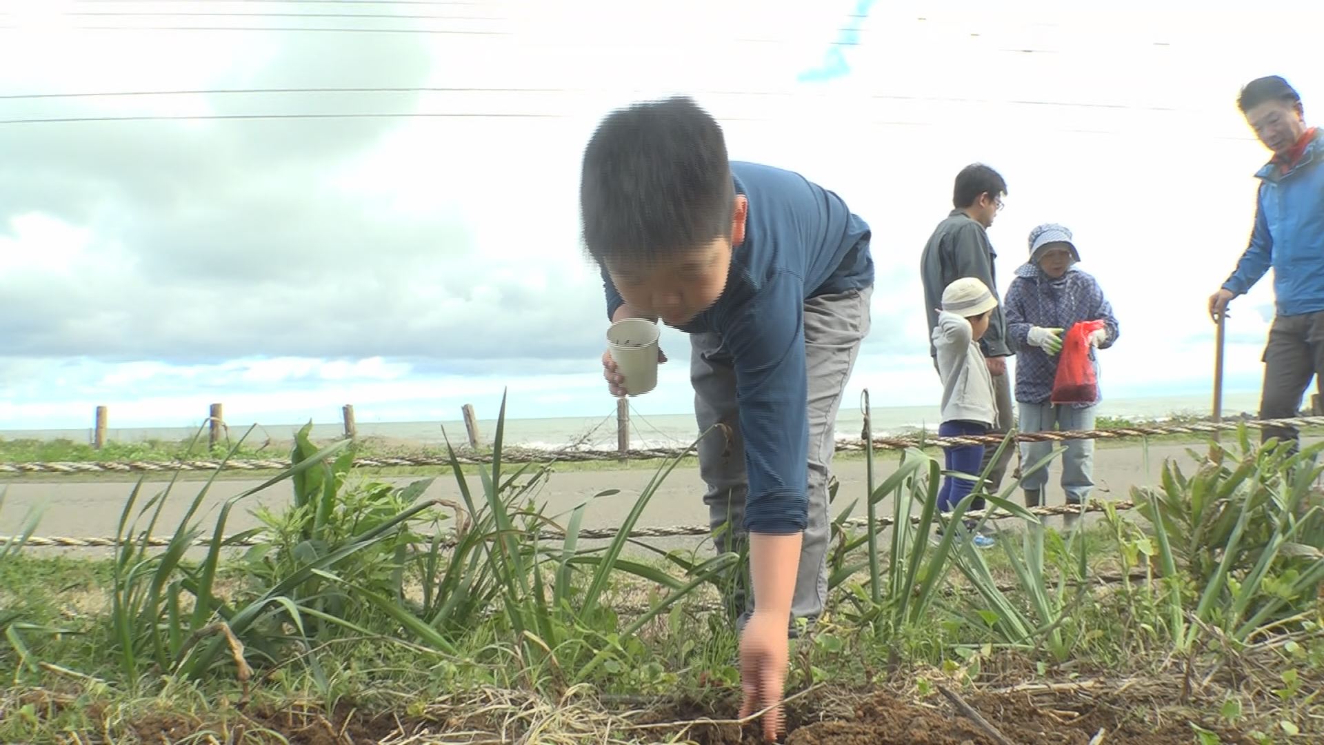 直江津五智海岸　地元住民などがヒマワリの種まき