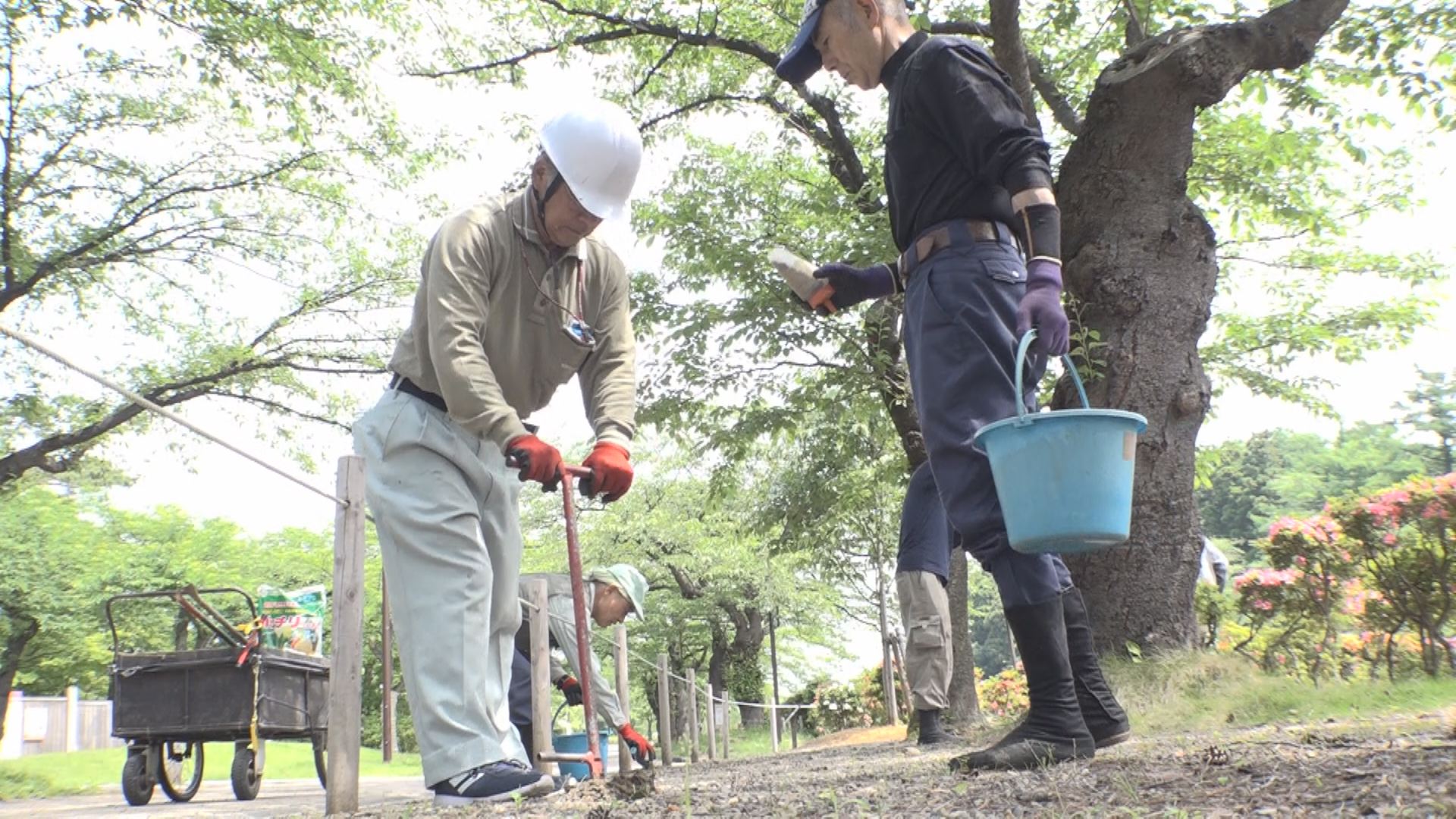 サクラの木に感謝！高田公園でお礼肥え