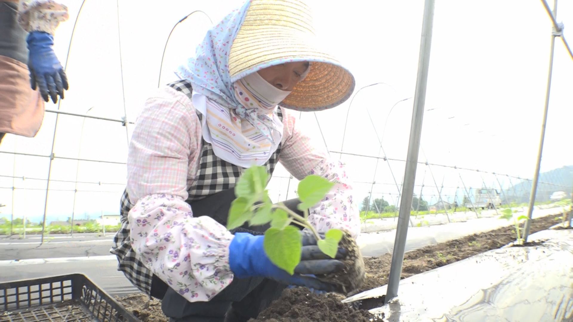 妙高市原通 食用ホオズキの苗植え