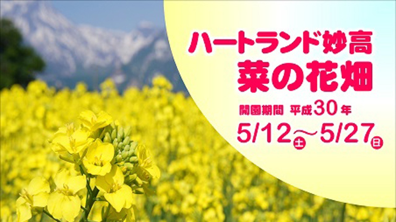 ハートランド妙高”菜の花畑” あす12日（土）から開園