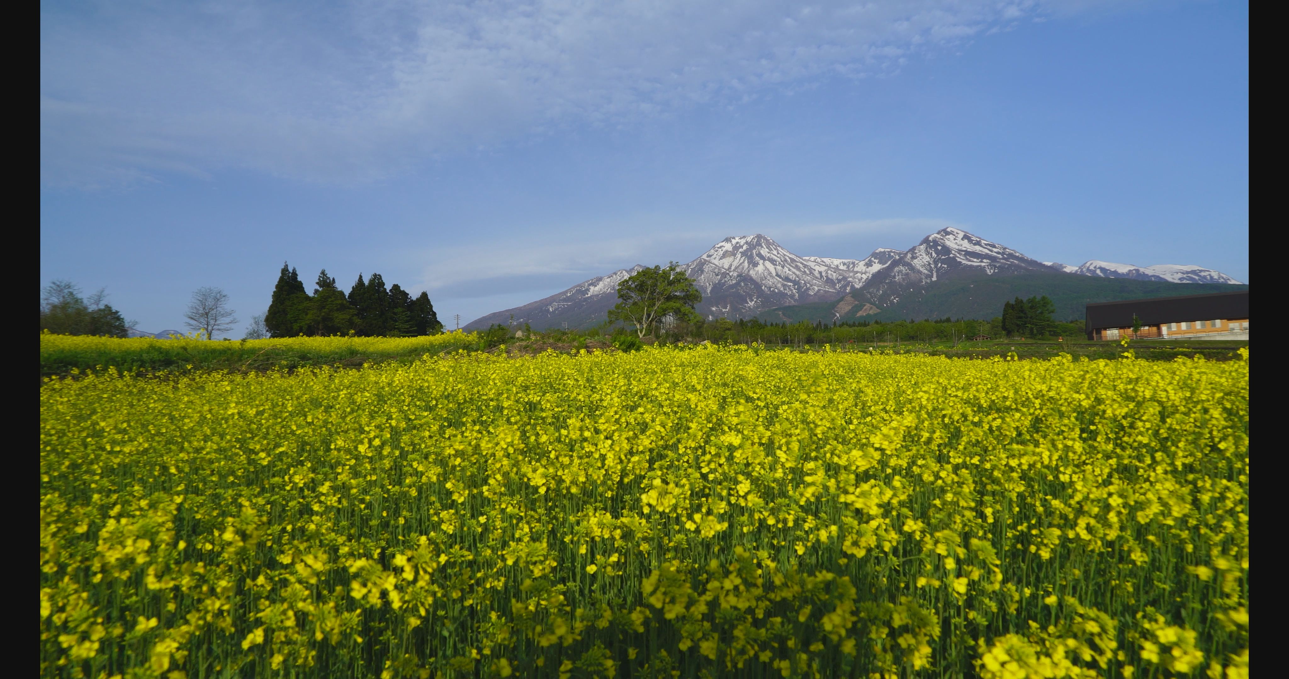 大洞原　菜の花1