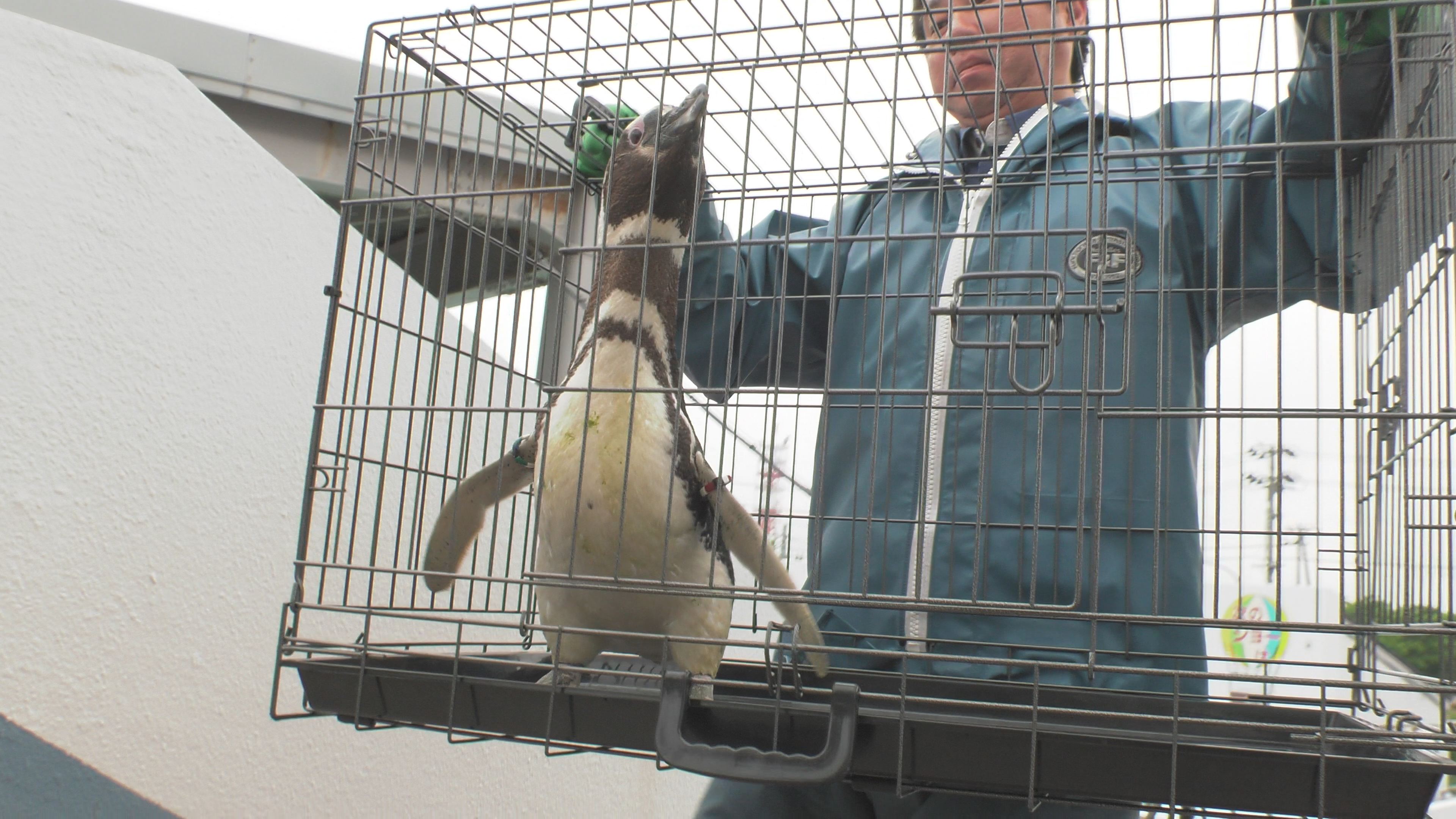 もうすぐペンギンたちと再会！1年前の引っ越し作業の様子