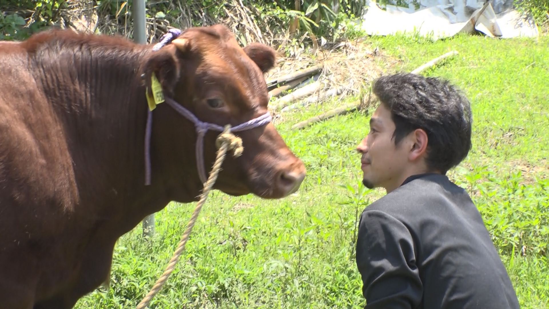 頸城区育ちの牛が“山古志の闘牛”候補に！