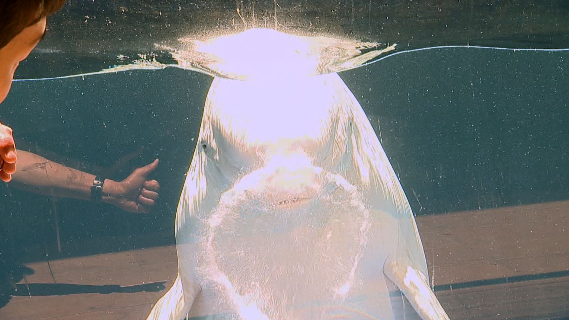 【動画】オープン間近！上越市立水族博物館「うみがたり」 報道公開