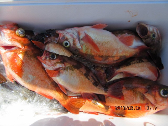 【船】6.4+メバル+釣船：第三いしなぎ