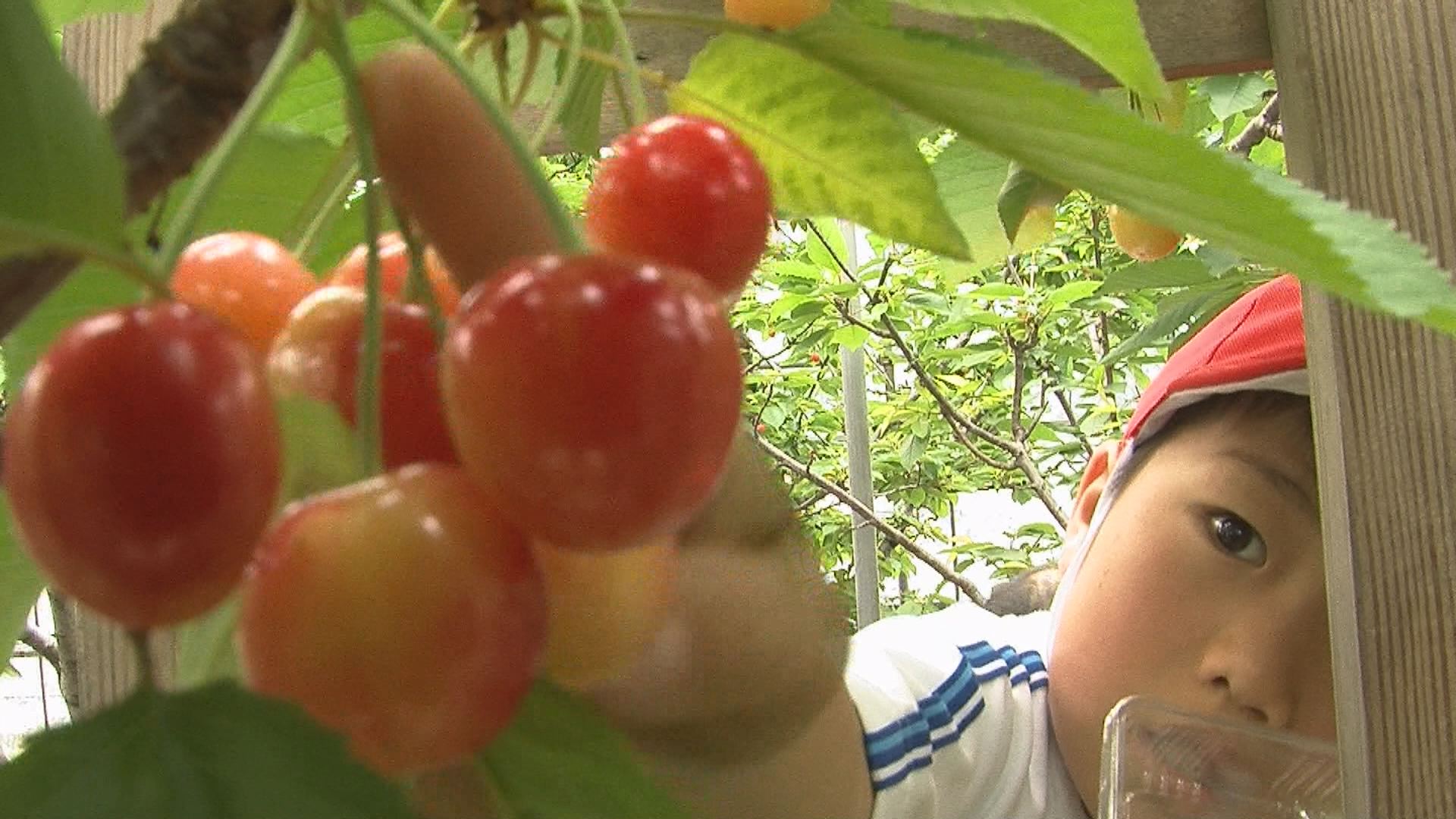 食べる宝石ゲット！和田小児童サクランボ収穫