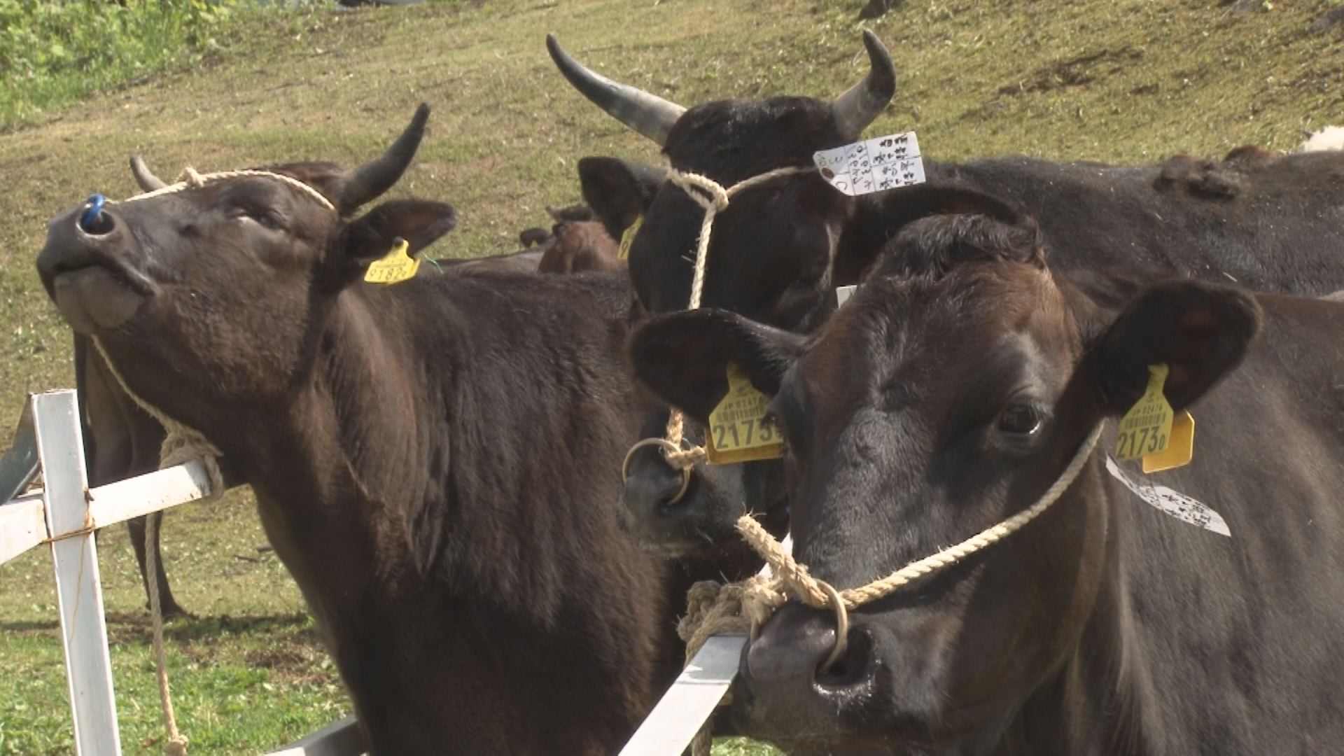 笹ヶ峰高原 牛の放牧はじまる