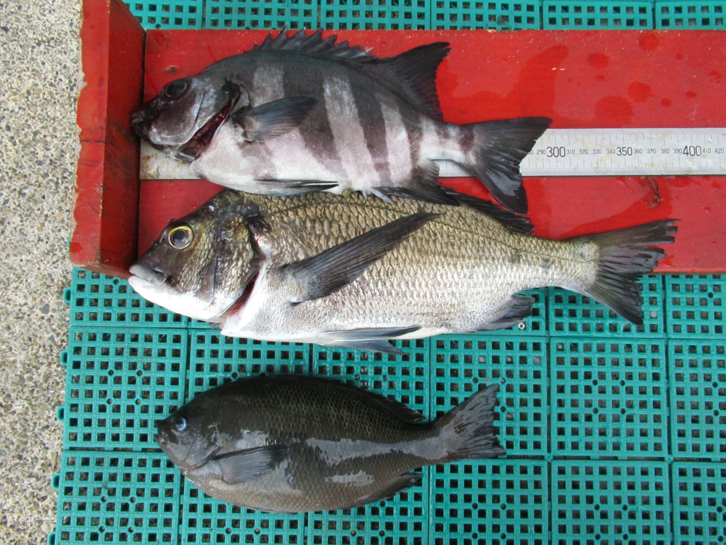 最新の釣果情報  クロダイ、キジハタ、ミズダコ・・・