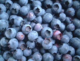 blueberry03