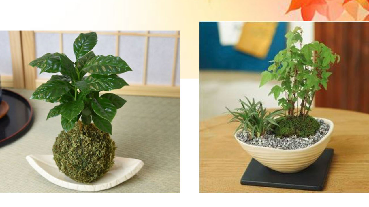 「コケ玉・ミニ盆栽」 作って・撮って・癒してティータイム！