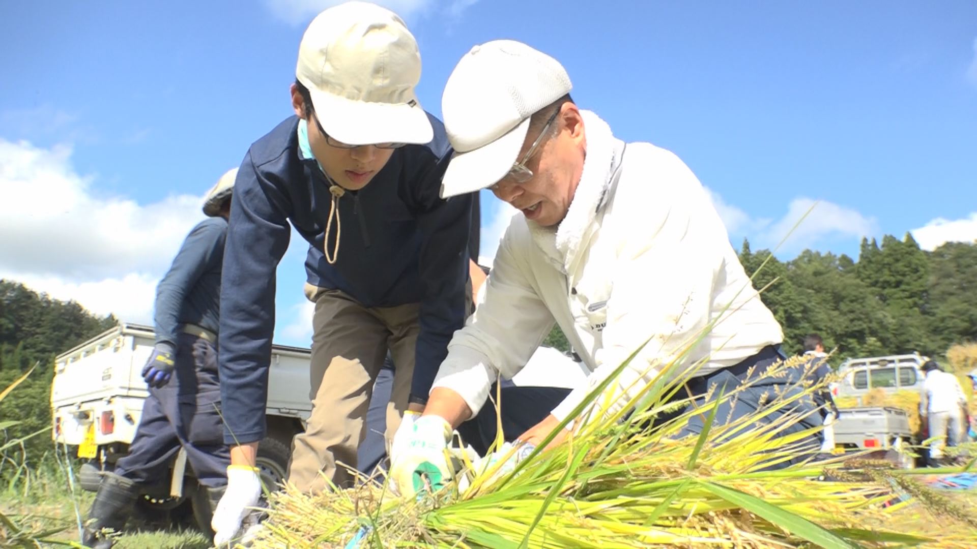 牧区の棚田で稲刈り　学生と連携し地域活性化へ