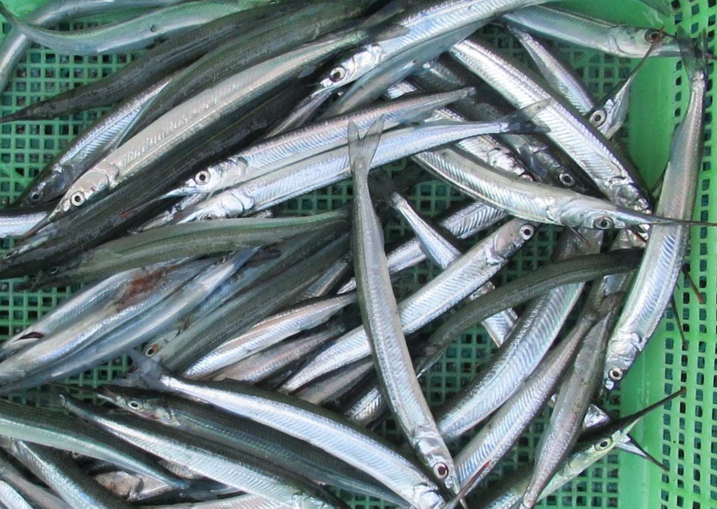 【最新釣果】サヨリにアオリイカもシーズンイン！