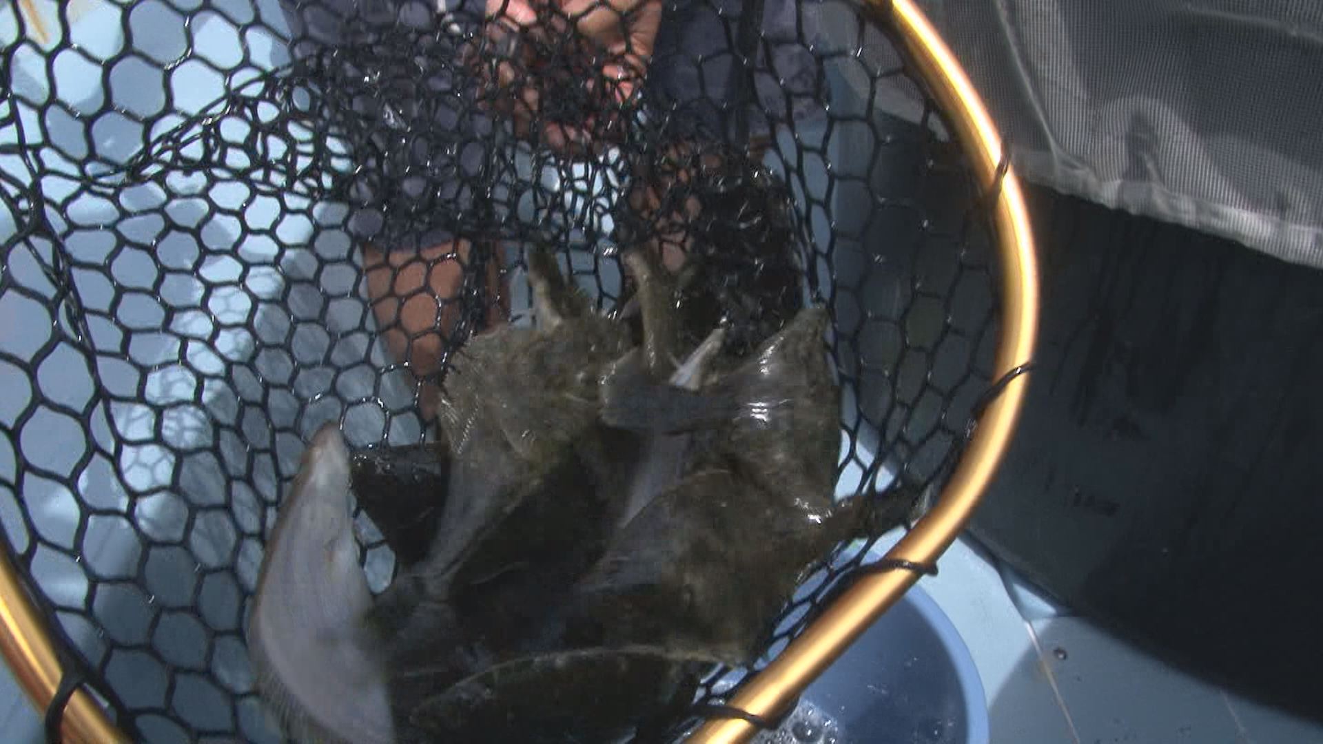 ひらめの稚魚