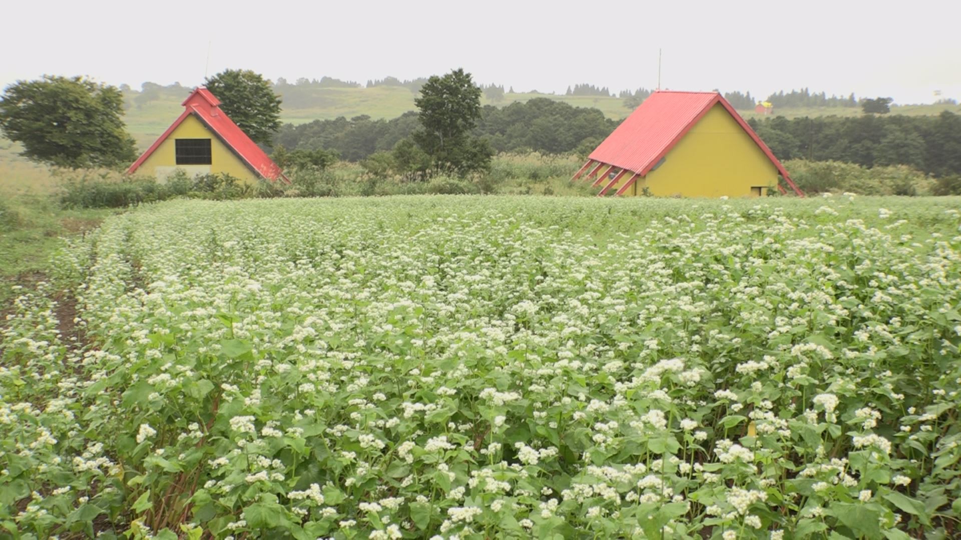秋の風情たっぷり！光ヶ原高原 ソバの花見頃