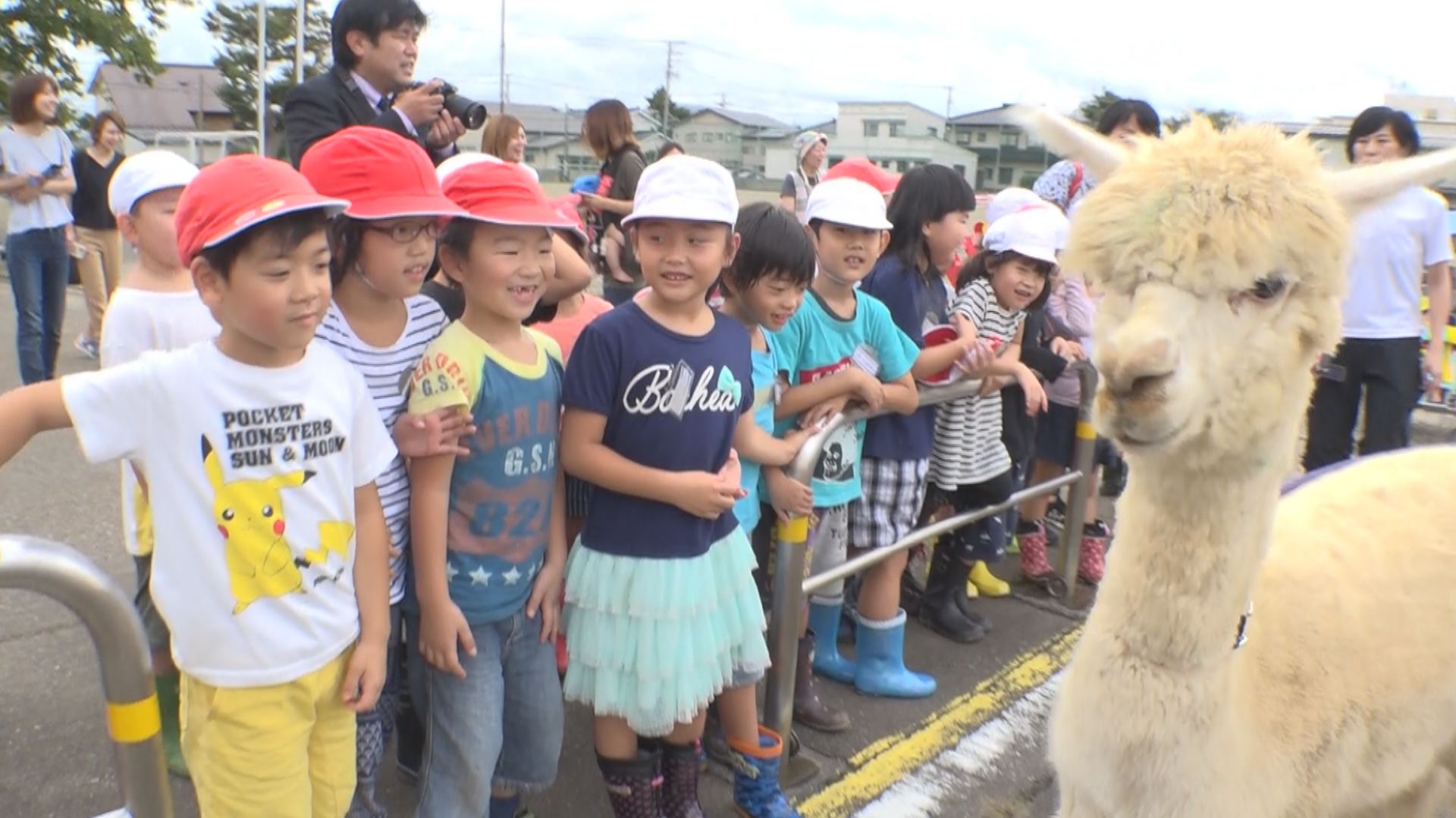 もふもふッ！ふわふわ～！直江津小にアルパカ