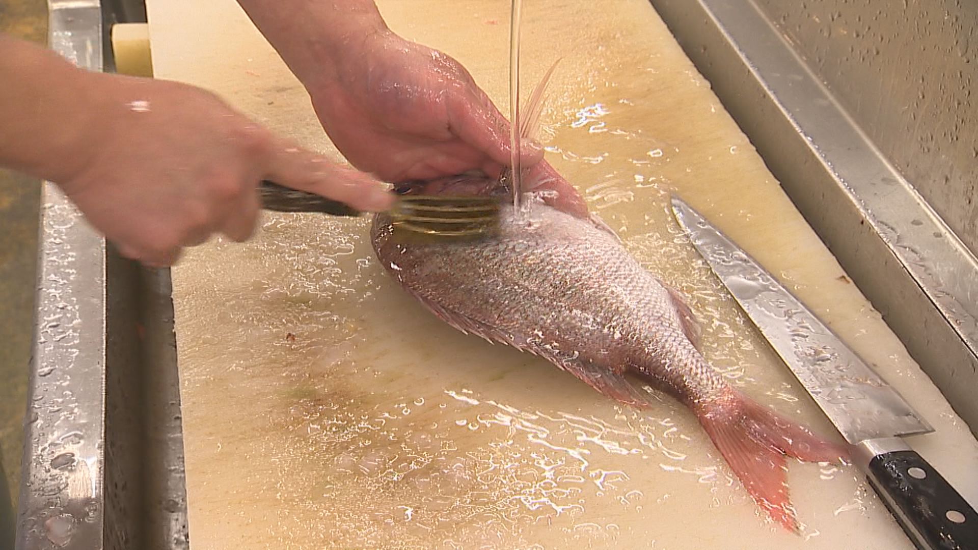 魚勢　ウロコ取り
