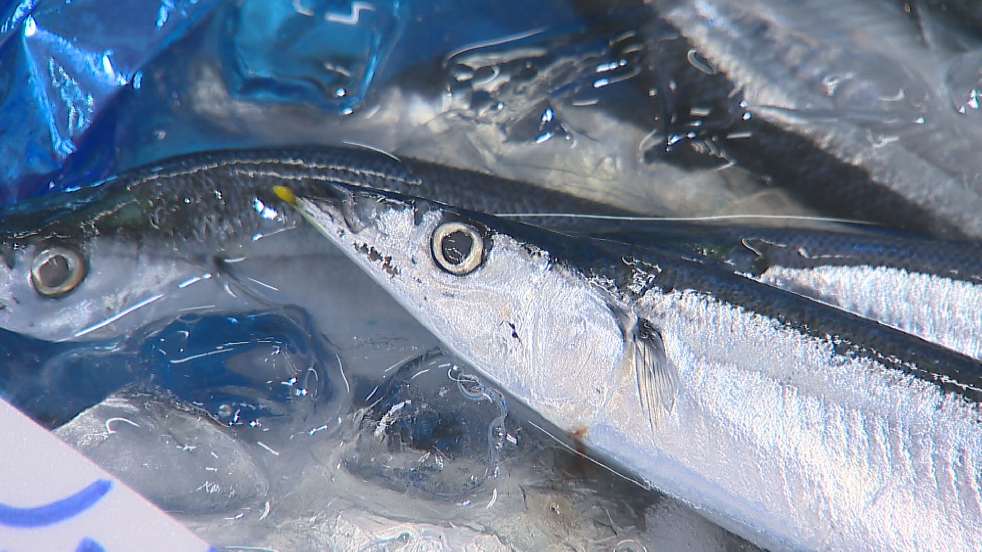 特集！うみ・さかなの街 上越②「さかなや魚勢」