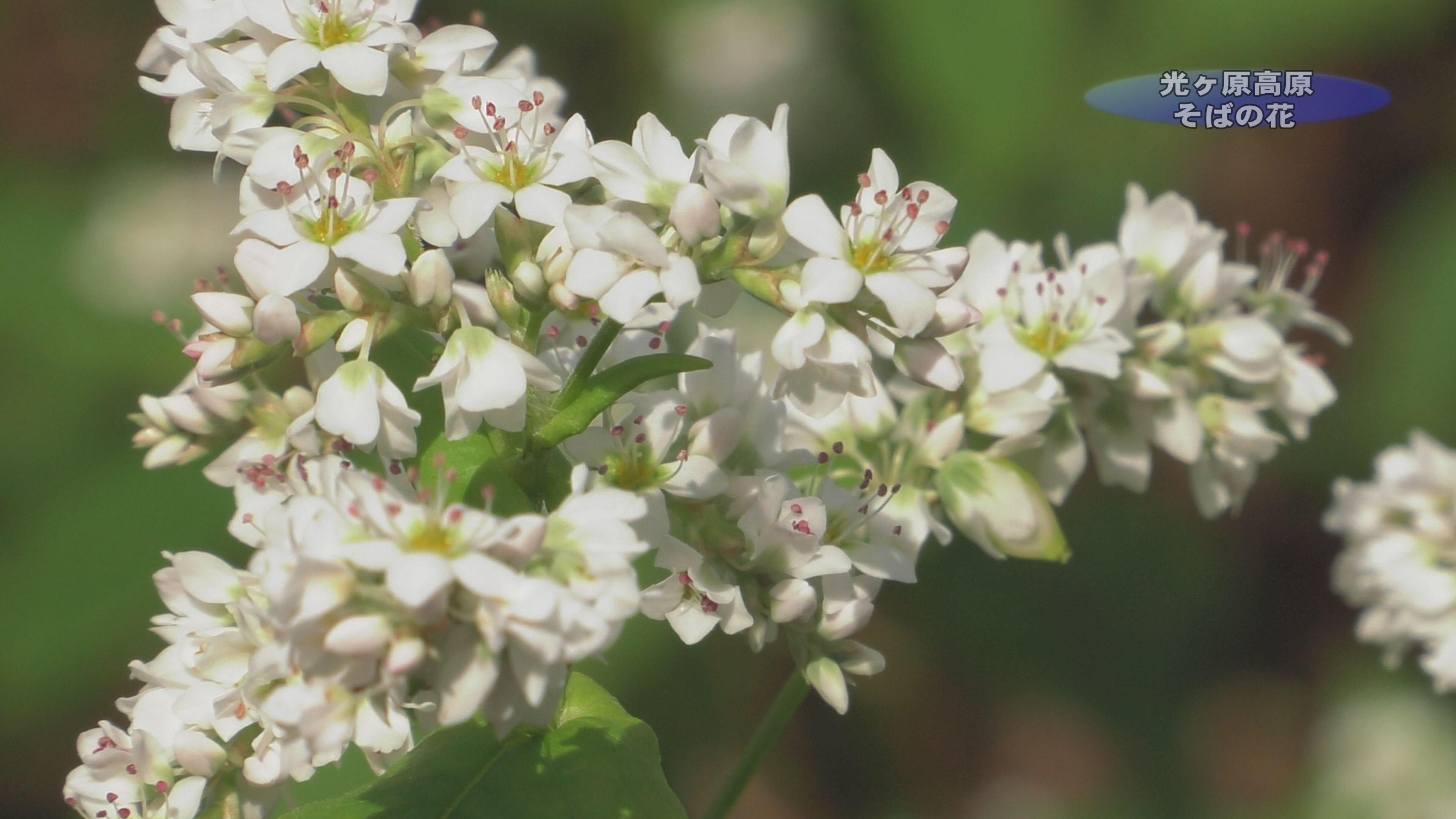 【動画】光ヶ原高原ソバの花