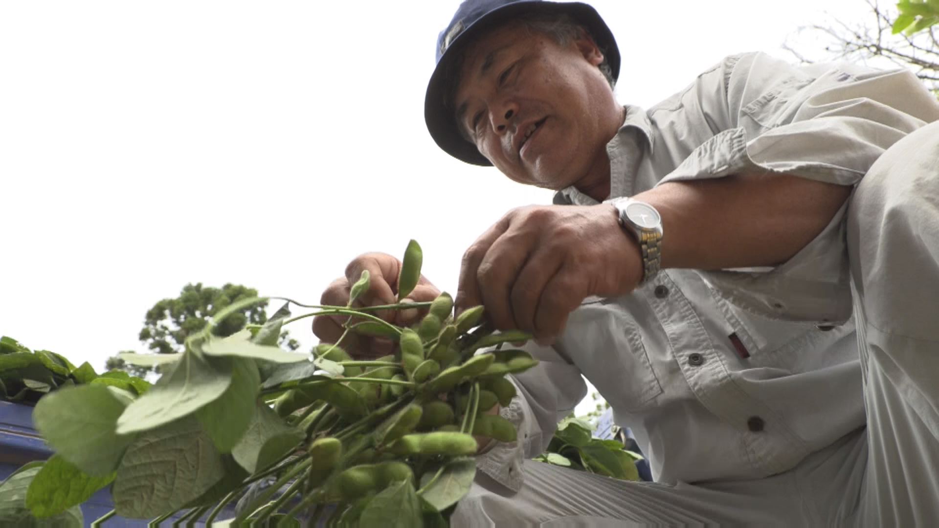 【動画】野菜の大規模生産に活路！人手不足もある工夫で克服