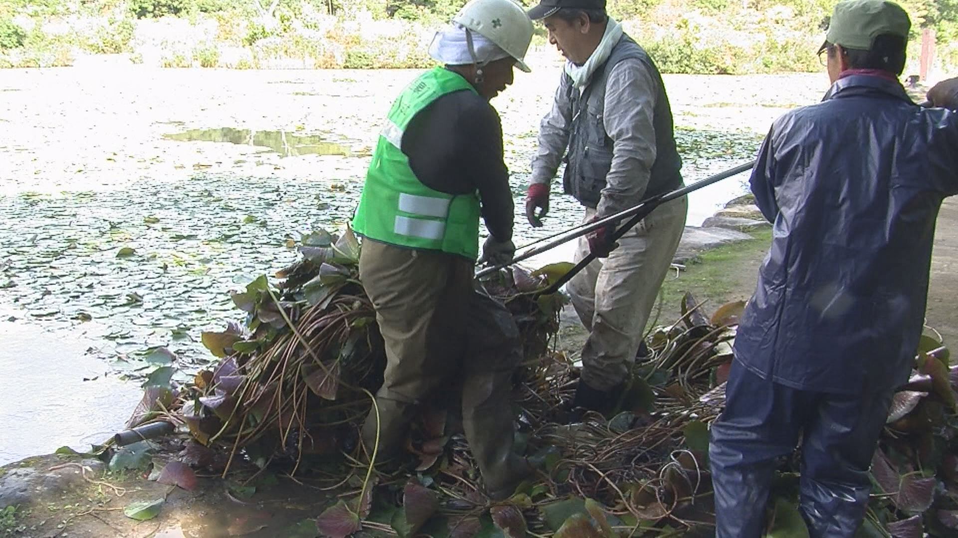 181002_いもり池スイレンの除去作業2