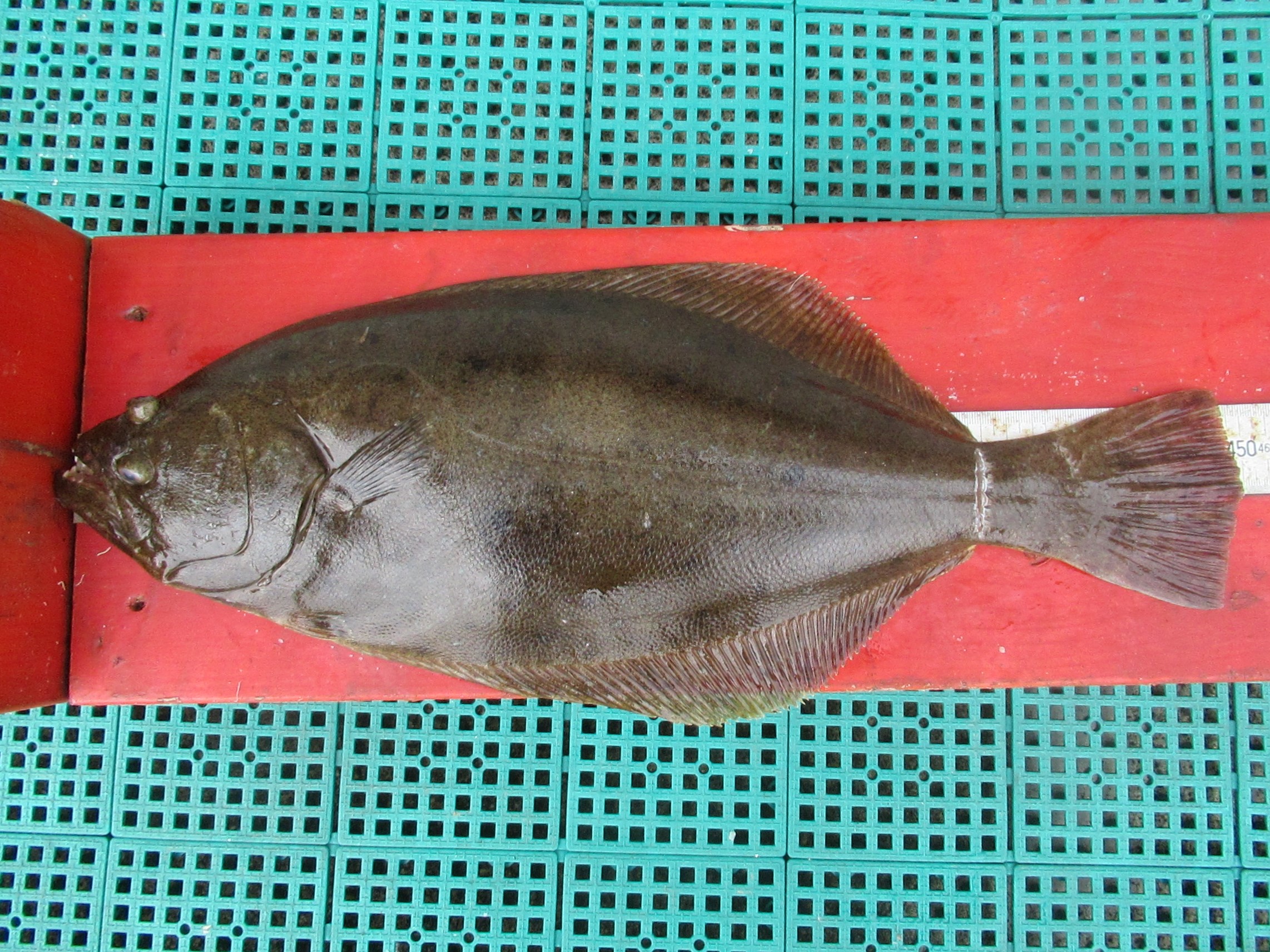 9.24+ヒラメ45cm　中沢さん