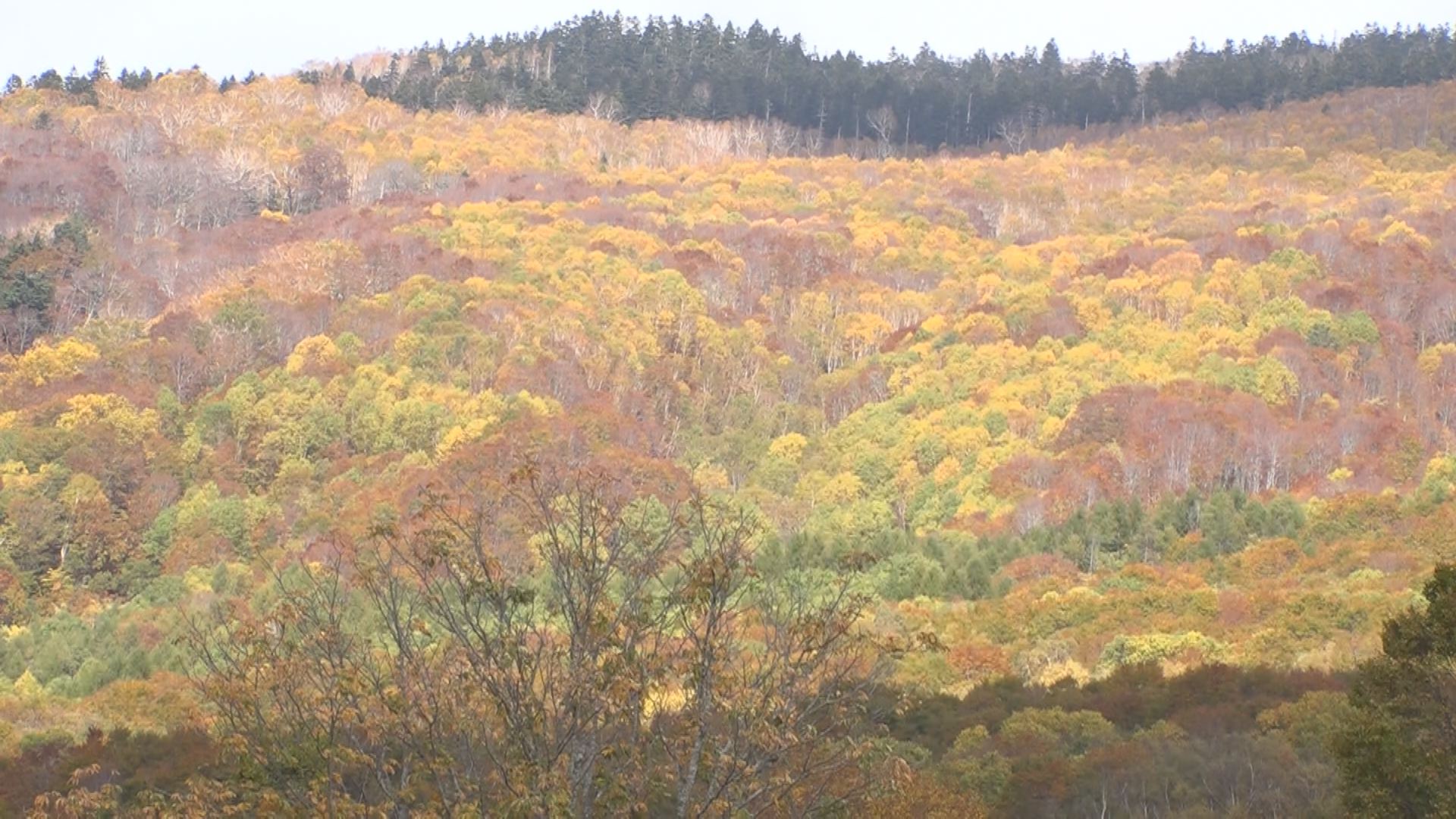 笹ヶ峰高原 紅葉見頃ピーク