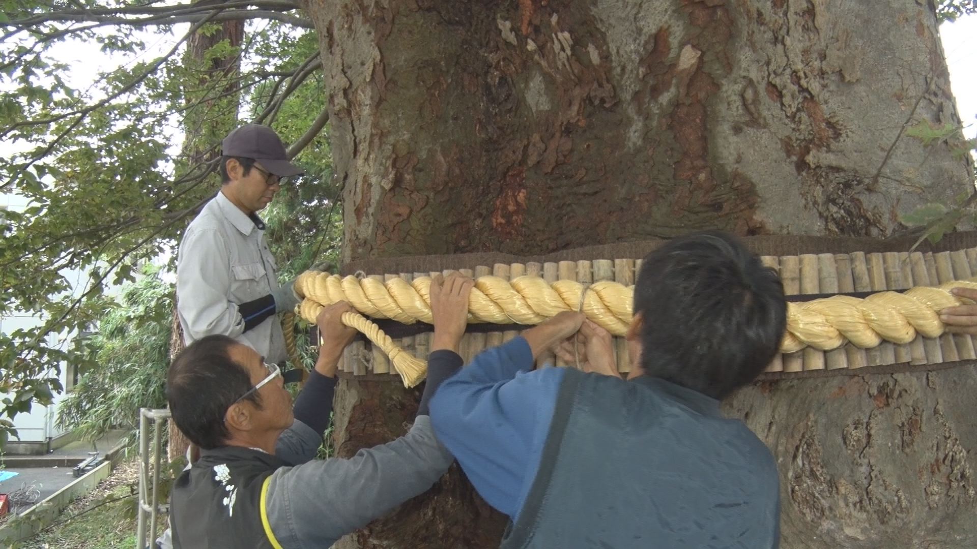 推定樹齢350年 大和神社のオオケヤキを保全