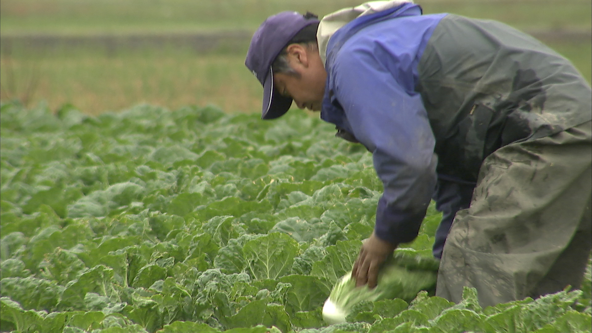 三宝亭（自家農園産の野菜2）