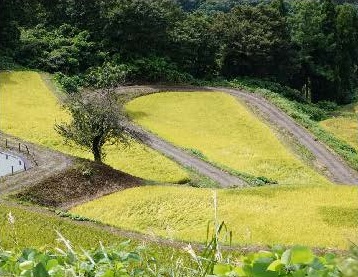 集落
