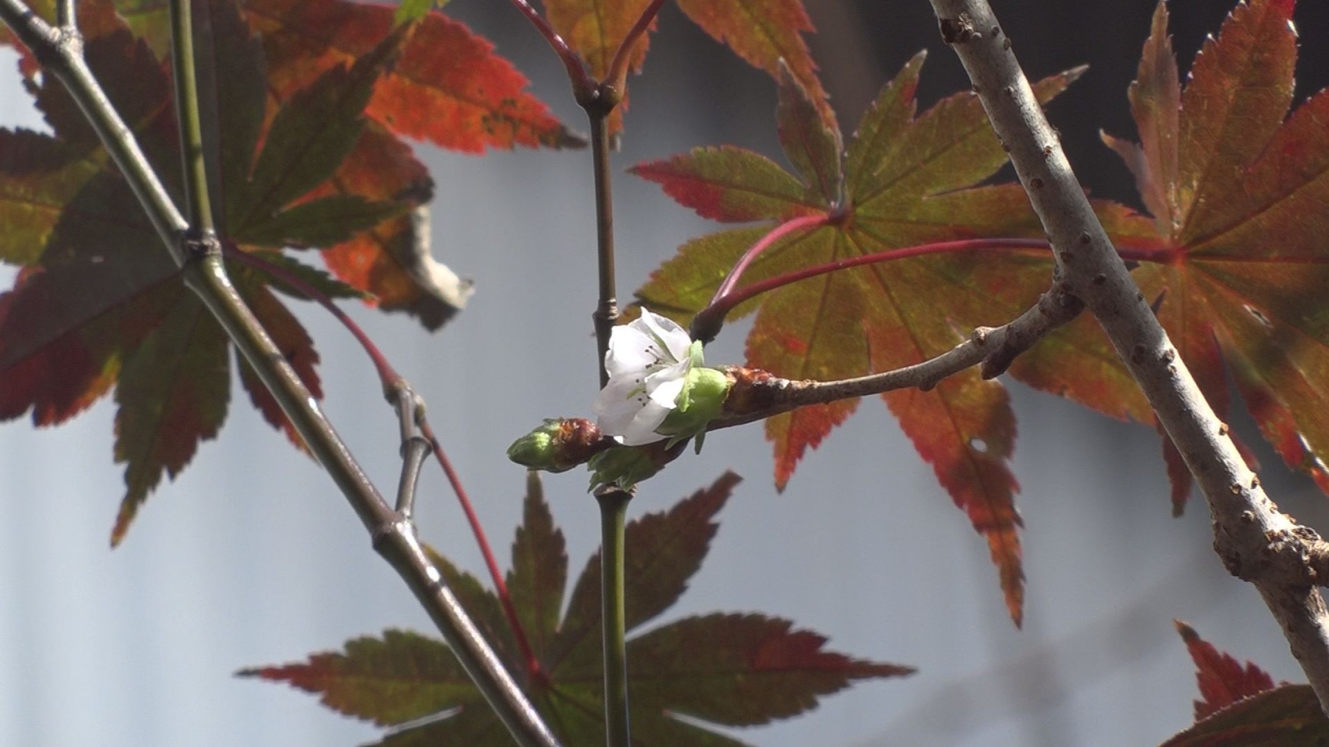 金谷山桜４