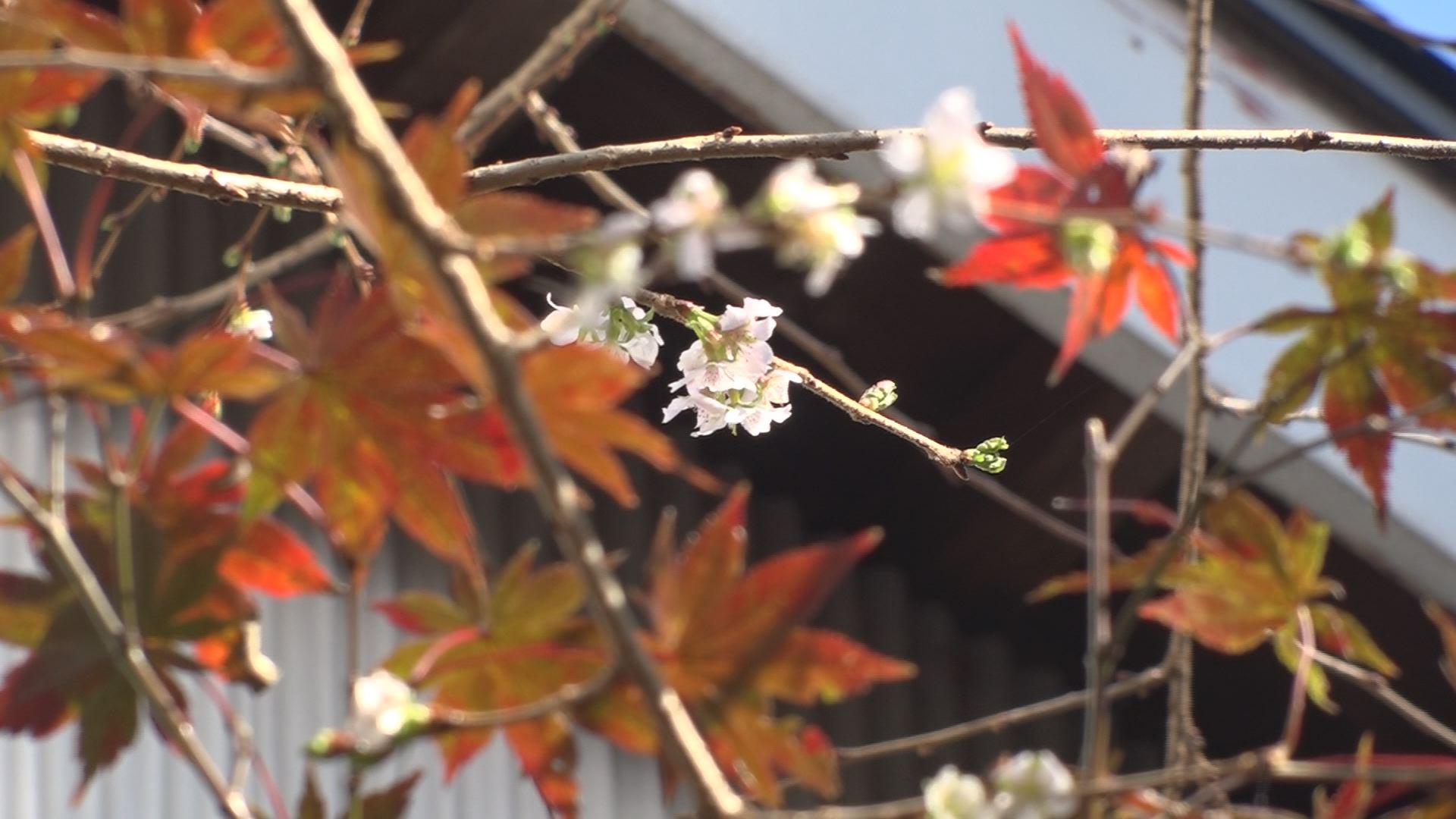 金谷山桜２
