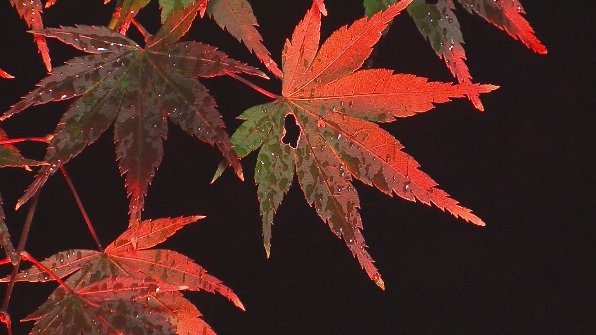 陀羅尼八幡で紅葉ライトアップ