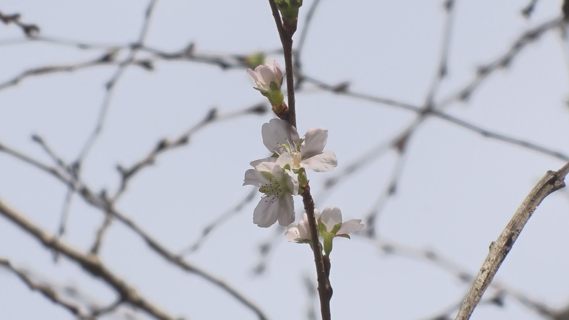 金谷山桜５