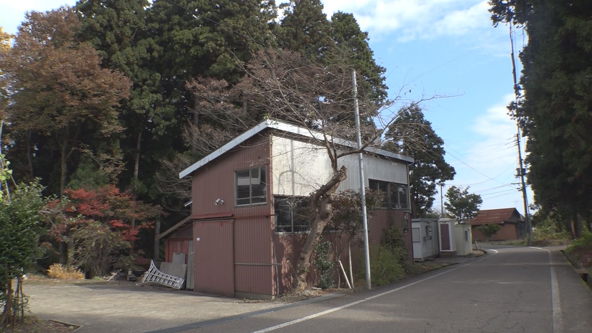 金谷山桜