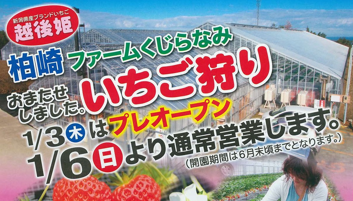 ファームくじらなみでイチゴ狩り 1月3日（木）プレオープン！