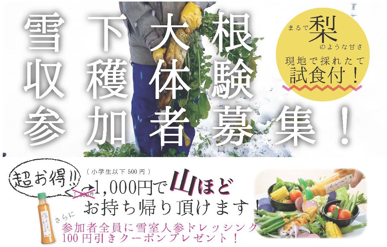 現地で採れたて試食付！雪下大根収穫体験 参加者募集中