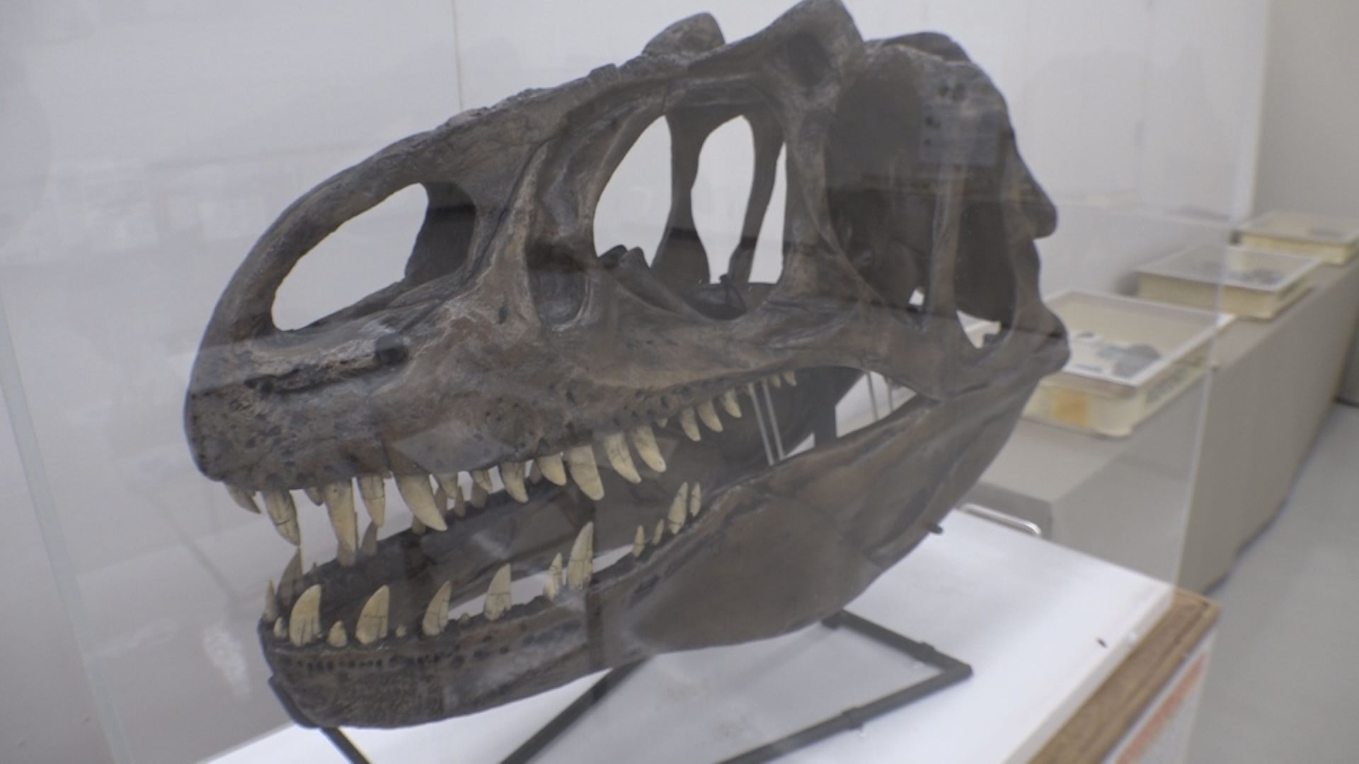アロサウルスがやってくる！「ミニ恐竜展」2日から