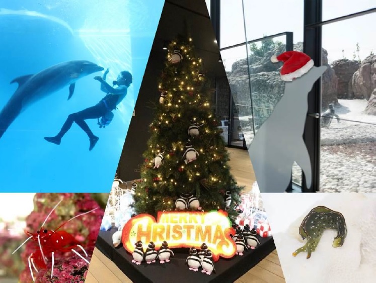 「うみがたり」14日からクリスマス仕様に！